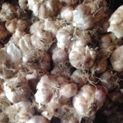 resources of Hill Garlic exporters