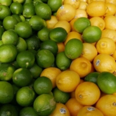 resources of Lime exporters