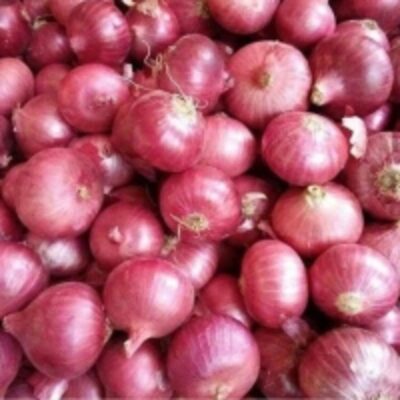 resources of Big Onion exporters