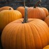 Pumpkin Exporters, Wholesaler & Manufacturer | Globaltradeplaza.com