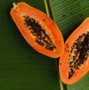 Papaya Exporters, Wholesaler & Manufacturer | Globaltradeplaza.com