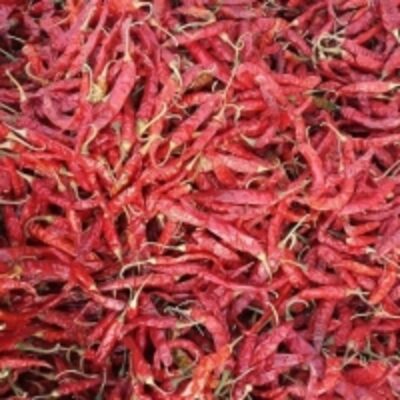 resources of Chillis exporters