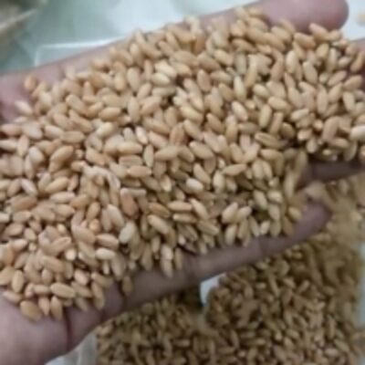 resources of Wheat exporters