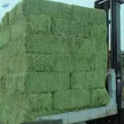 Quality Alfafa Hay In Bales Exporters, Wholesaler & Manufacturer | Globaltradeplaza.com
