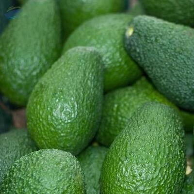 100% Natural Fresh Mexican Hass Avocado Avocados Exporters, Wholesaler & Manufacturer | Globaltradeplaza.com