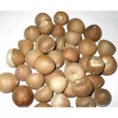 Betel Nuts Exporters, Wholesaler & Manufacturer | Globaltradeplaza.com