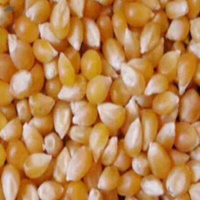 Supreme Quality Yellow Corn Exporters, Wholesaler & Manufacturer | Globaltradeplaza.com