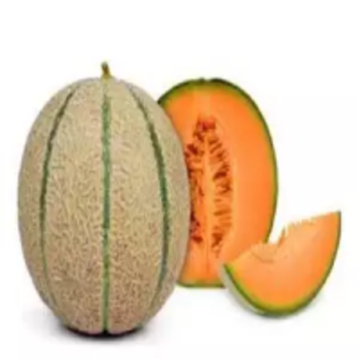 Fresh Cantaloupe Melon For Sale Exporters, Wholesaler & Manufacturer | Globaltradeplaza.com