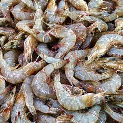 Frozen Prawns And Shrimp Exporters, Wholesaler & Manufacturer | Globaltradeplaza.com