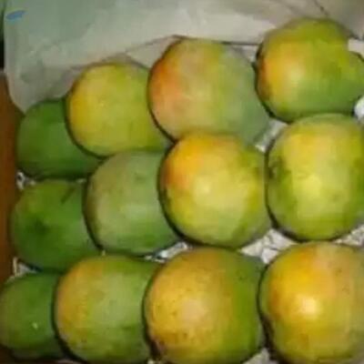 Fresh Haden Mango Exporters, Wholesaler & Manufacturer | Globaltradeplaza.com