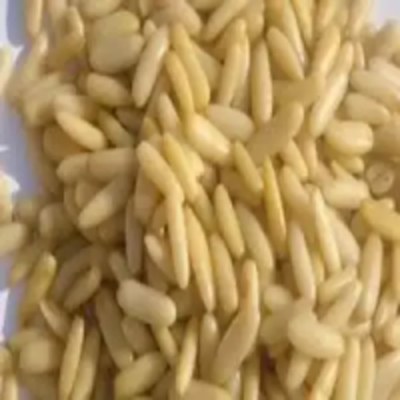 Pine Nuts In Shell/without Shell Exporters, Wholesaler & Manufacturer | Globaltradeplaza.com
