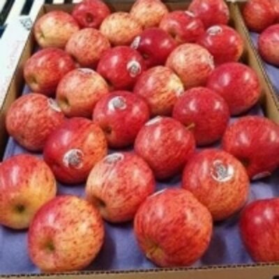 resources of Royal Gala Apples exporters