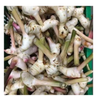resources of Galangal exporters