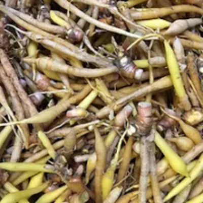 resources of Finger Root/rhizome exporters