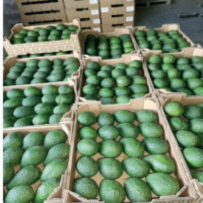 resources of Avocado exporters