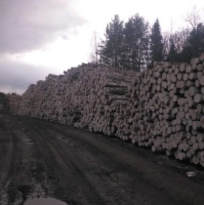 resources of European Birch Log exporters