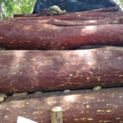 resources of Red Sander Wood exporters