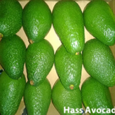 resources of Hass Avocado exporters