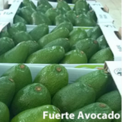 resources of Fuerte Avocado exporters