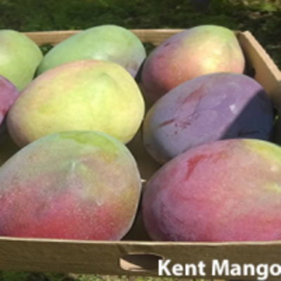 resources of Kent Mango exporters