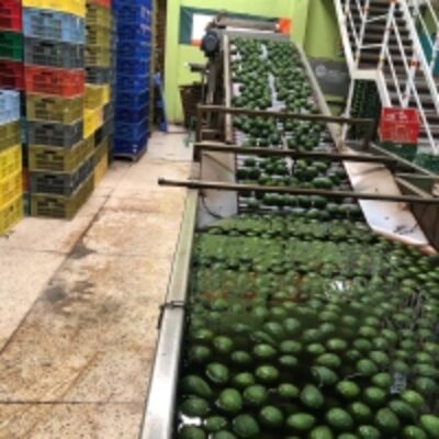 resources of Fresh Hass Avocado exporters