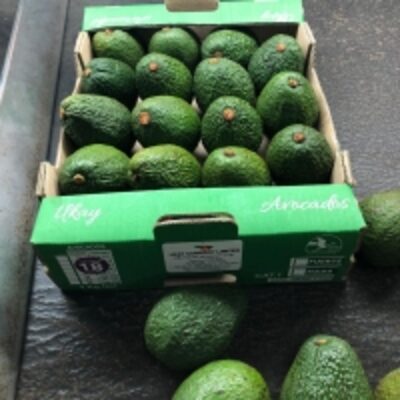 resources of Fresh Hass Avocado exporters