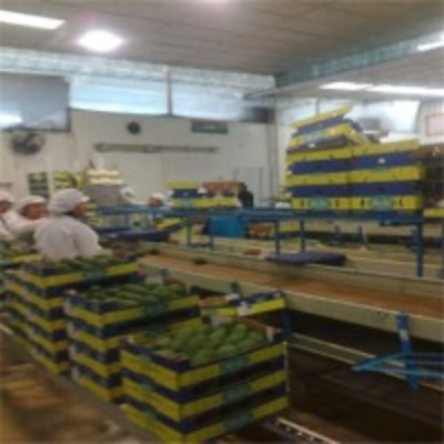 resources of Avocado exporters