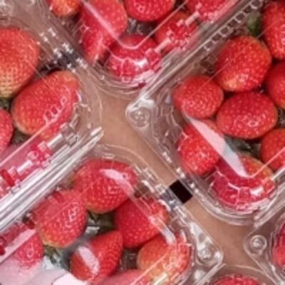 resources of Strawberry exporters