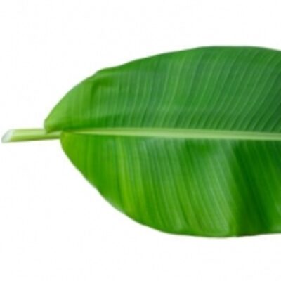 resources of Banana Leaf exporters