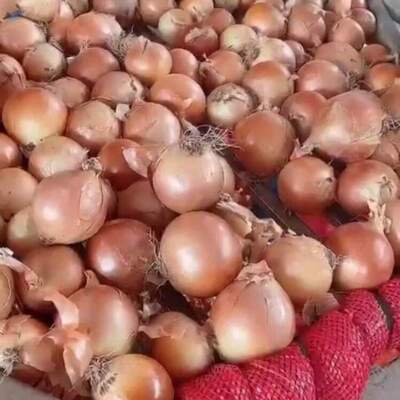 Vietnam White/red Fresh Onion With Best Price Exporters, Wholesaler & Manufacturer | Globaltradeplaza.com