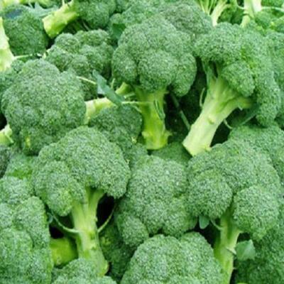 Vietnam Frozen Broccoli With Best Price Exporters, Wholesaler & Manufacturer | Globaltradeplaza.com