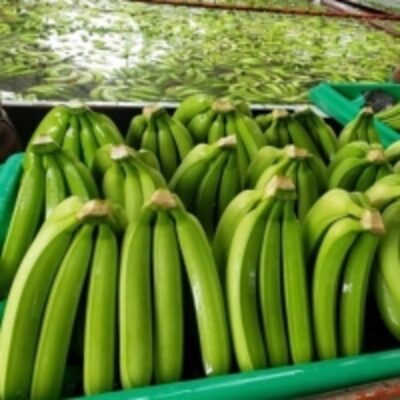 resources of Green Premium Bananas Cavendish exporters