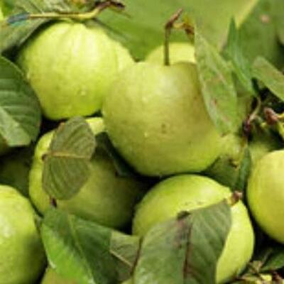 resources of Guava exporters