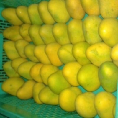 resources of Fresh Green Mango exporters