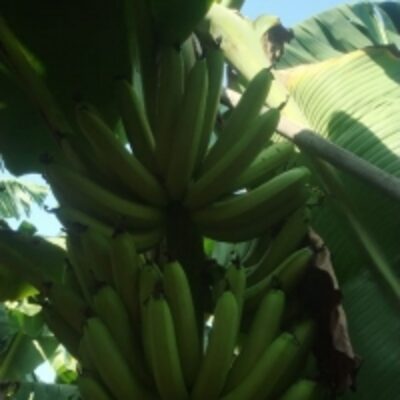Fresh Banana Exporters, Wholesaler & Manufacturer | Globaltradeplaza.com