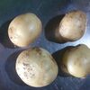 Fresh Potatoes Exporters, Wholesaler & Manufacturer | Globaltradeplaza.com