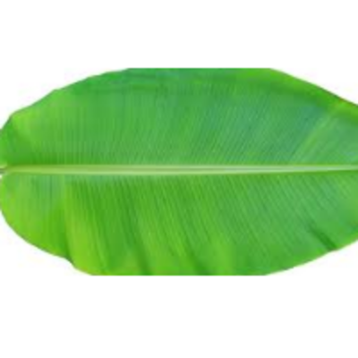 resources of Banana Leaves exporters