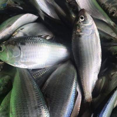 resources of Sardine exporters