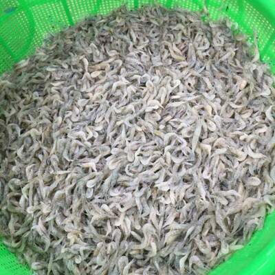 resources of Frozen Baby Shrimp exporters