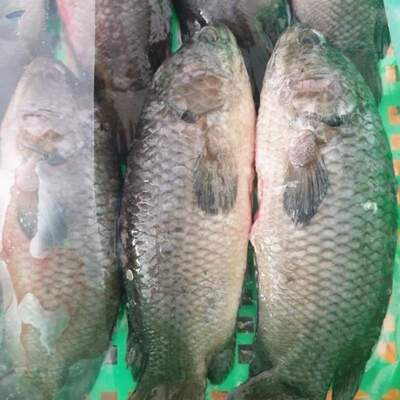 resources of Frozen Climping Perch / Koi exporters
