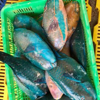 resources of Frozen Parrot Fish exporters
