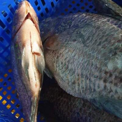 resources of Frozen Tilapia Gutted &amp; Scaled exporters