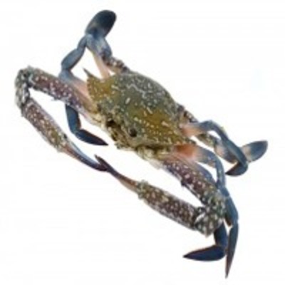 resources of Crab exporters