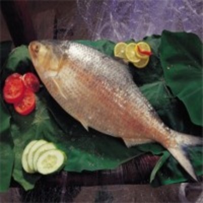 resources of Hilsa Fish exporters