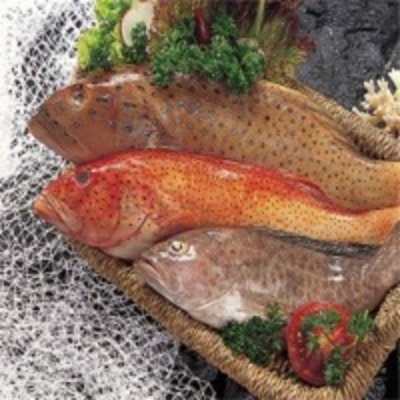 resources of Grouper Fish exporters