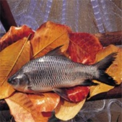 resources of Rohu Fish exporters