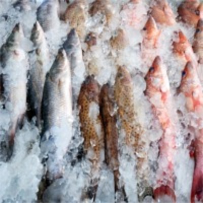 resources of Tuna Fish exporters