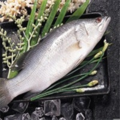 resources of Barramundi Or Seabass Fish exporters