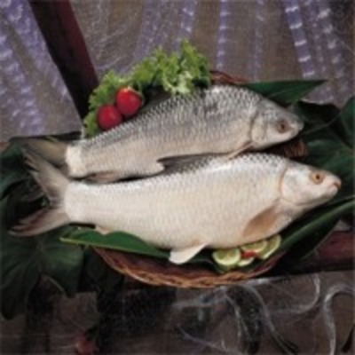 resources of Mrigal Fish exporters