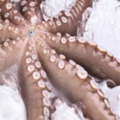 resources of Giant Octopus exporters
